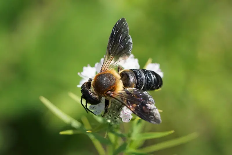 Types of Bees in Florida