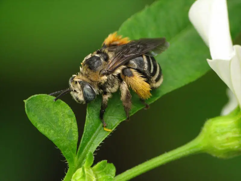 Types of Bees in Florida