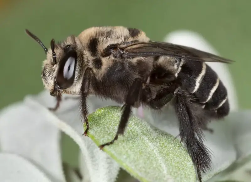 Types of Bees in Florida