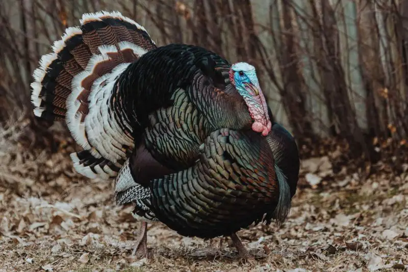 Wild Turkeys in Texas
