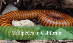 7 Millipedes in California (With Pictures and Identification)