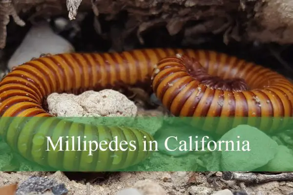 Millipedes in California