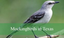 3 Types of Mockingbirds in Texas (With Pictures and Identification)