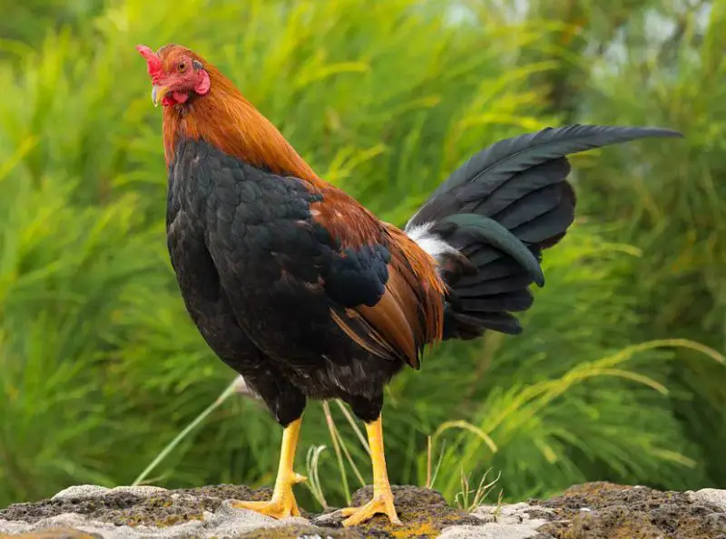 Feral Chickens in Hawaii