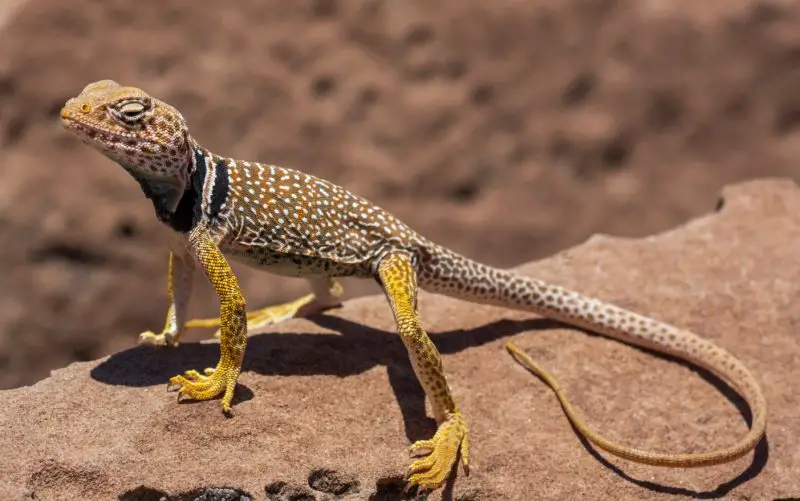 Lizards in Oregon