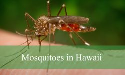 10 Types of Mosquitoes in Hawaii (With Pictures and Identification)