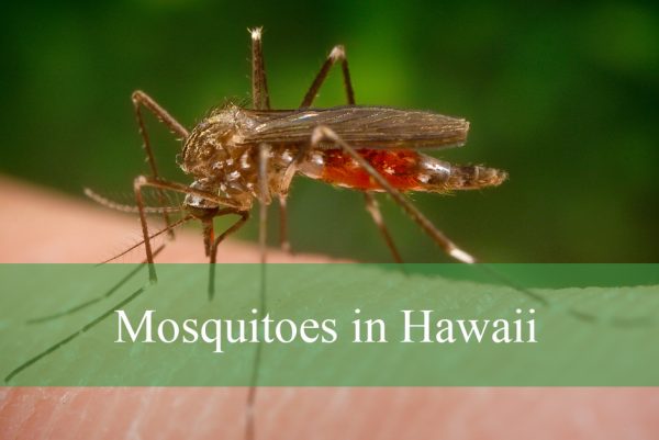 Mosquitoes in Hawaii
