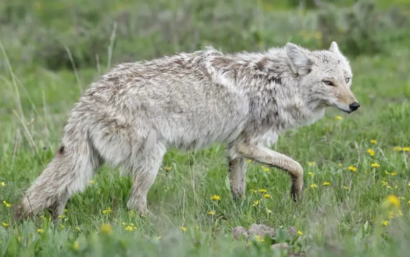 Coyotes in California