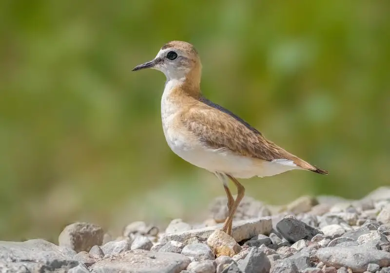 Plovers in Florida