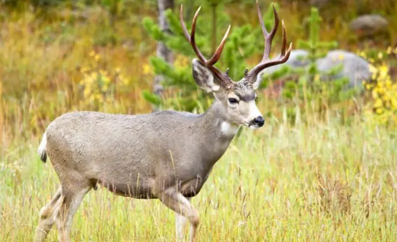 Deer in New Mexico