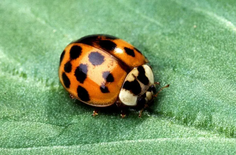 Ladybugs in Florida