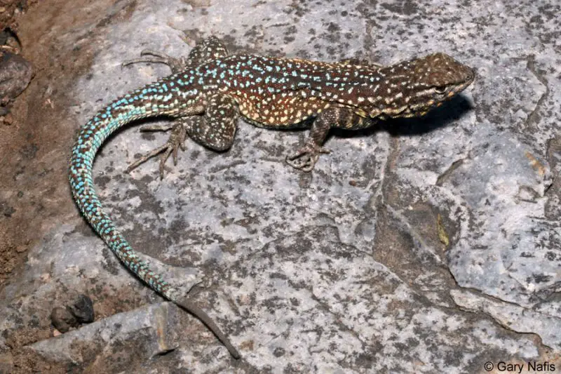 Lizards in Oregon