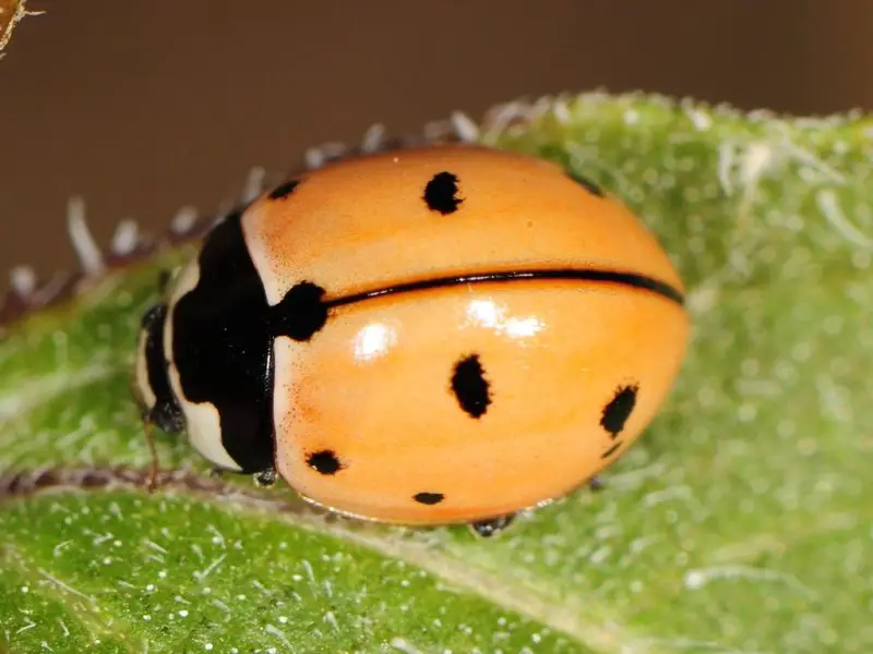 Ladybugs in California