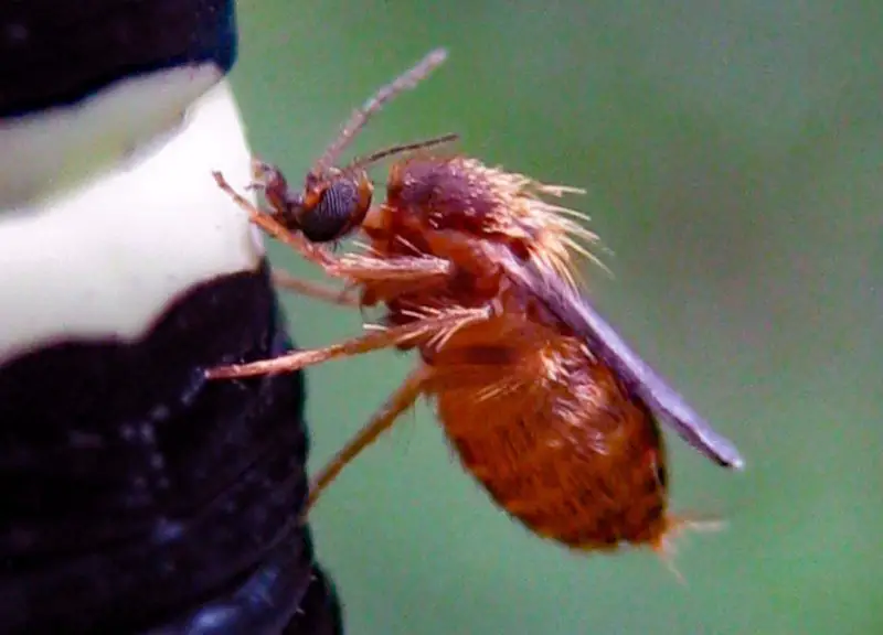 Biting Flies in Maine