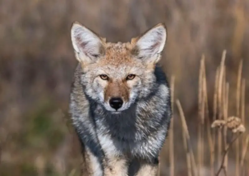 Coyotes in Montana