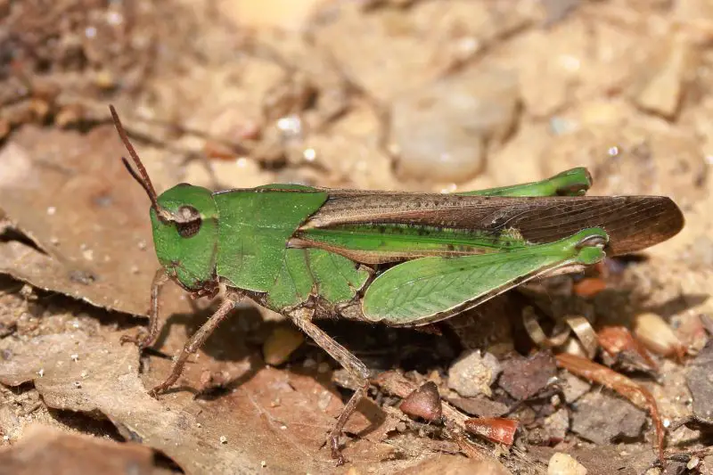 Grasshoppers in Ohio