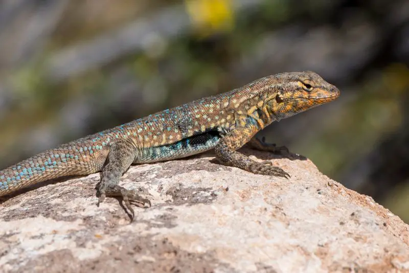Lizards in Oregon