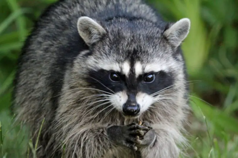 Raccoons in Nevada