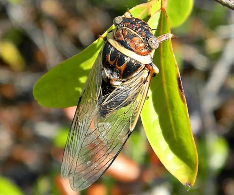 Cicadas in North Carolina