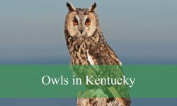 8 Types of Owls in Kentucky (With Pictures and Identification)