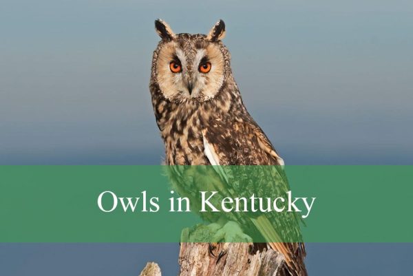 Owls in Kentucky