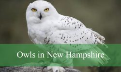 11 Owls in New Hampshire (With Pictures and Identification)