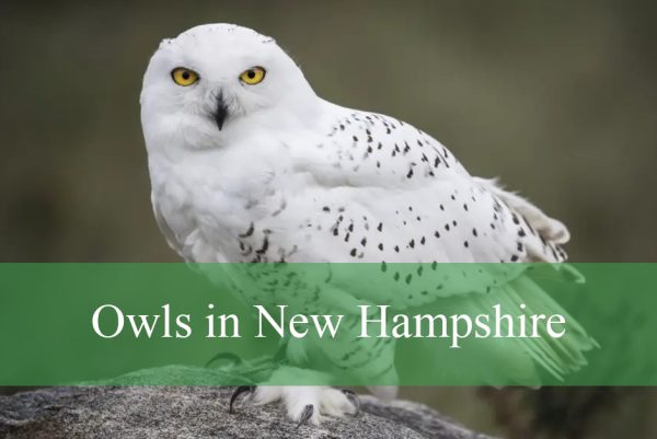 Owls in New Hampshire