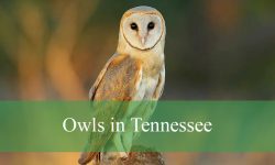 10 Owls in Tennessee (With Pictures and Identification)