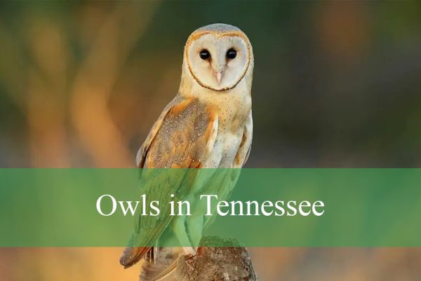 Owls in Tennessee