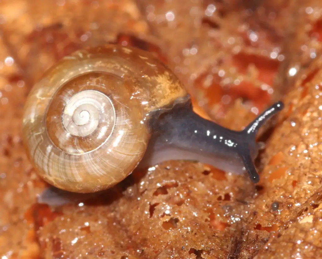 Invasive Snails and Slugs in Hawaiʻi