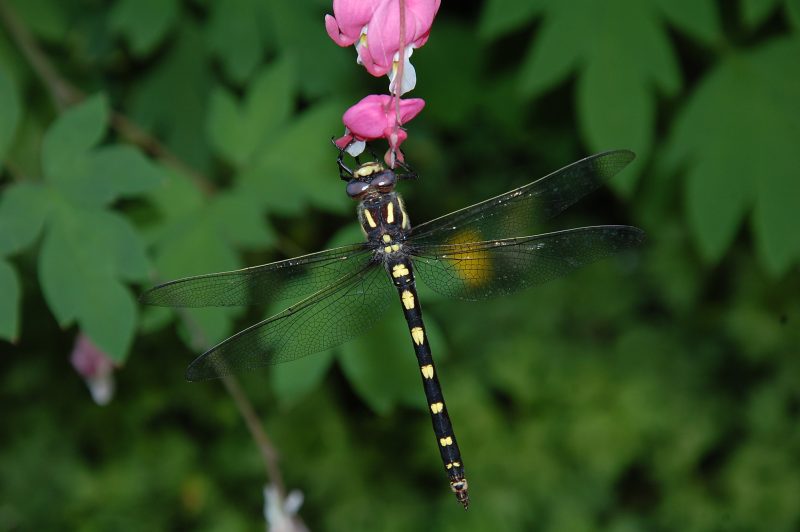 Dragonflies in California
