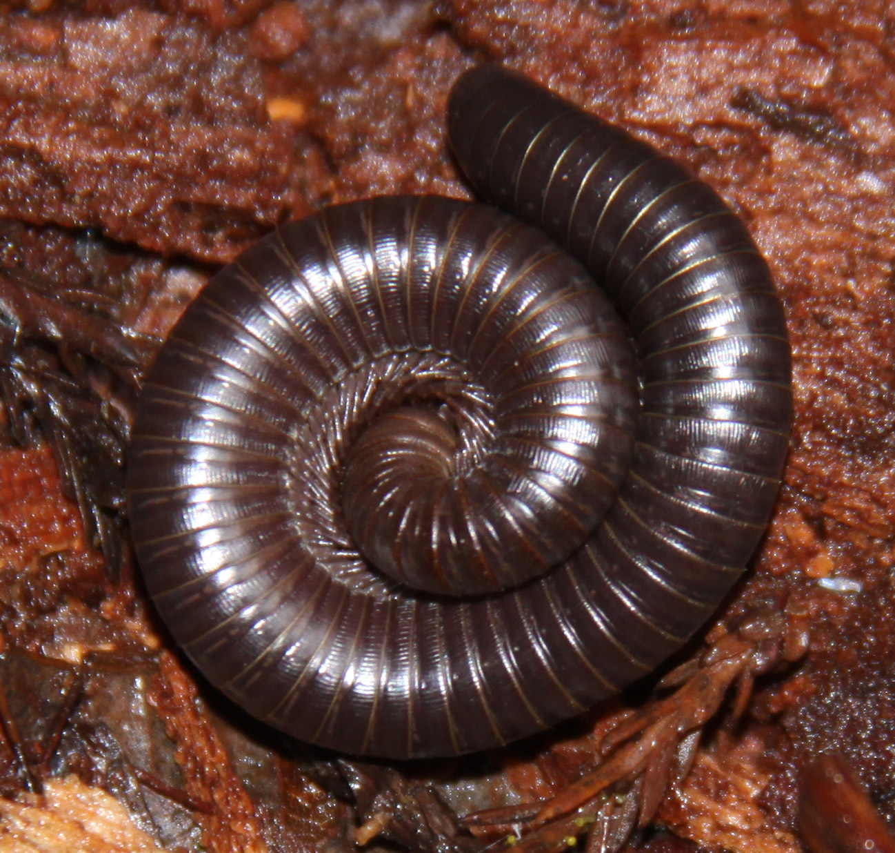 Millipedes in California