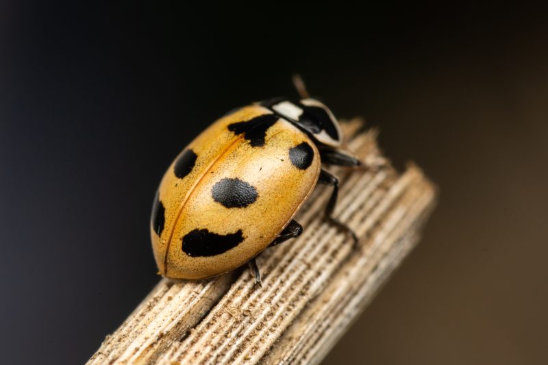 Ladybugs in California