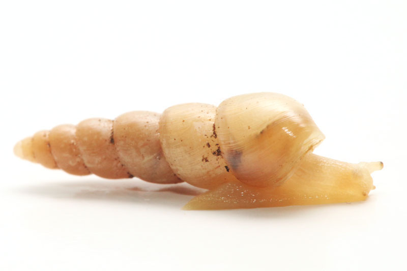 Invasive Snails and Slugs in Hawaiʻi