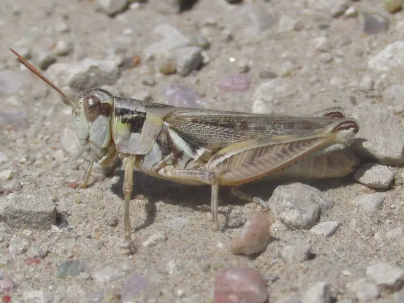 Common Grasshoppers in Arkansas