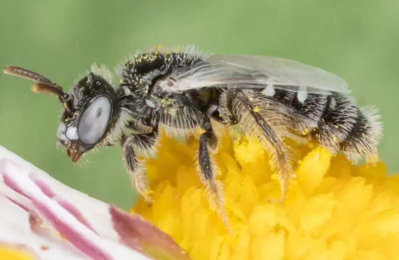 Types of Bees in Florida