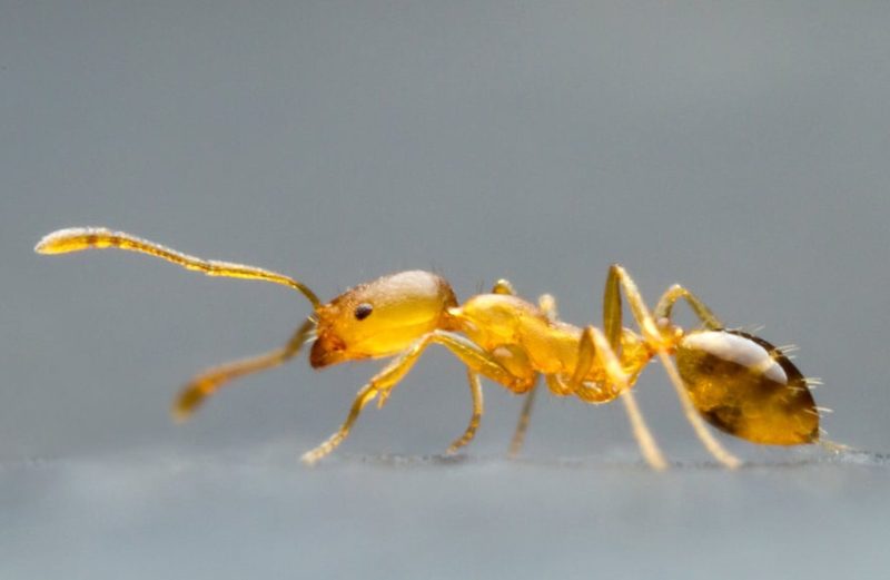 Biting Ants in Utah