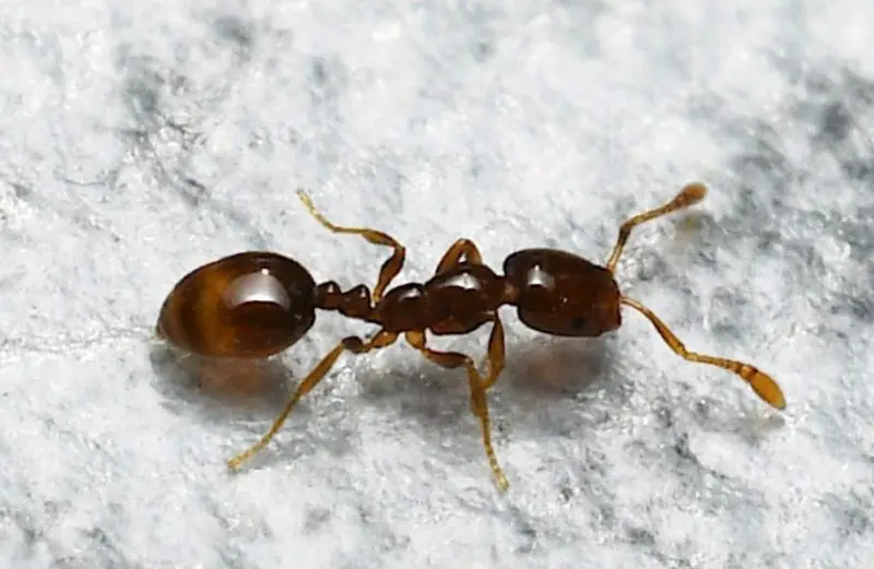 Tiny Bugs in Florida