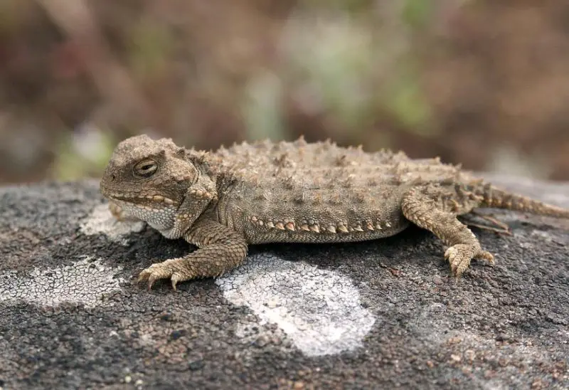 Lizards in Oregon