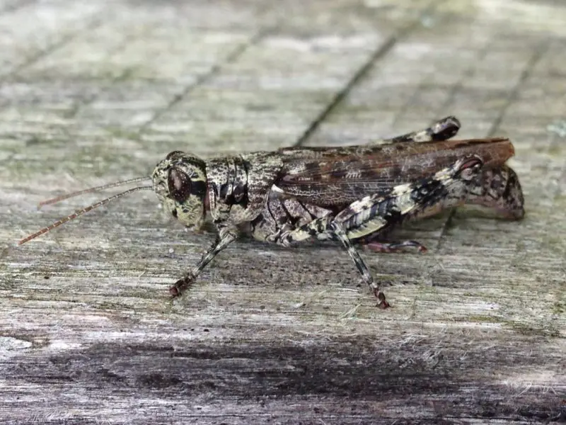 Common Grasshoppers in Arkansas