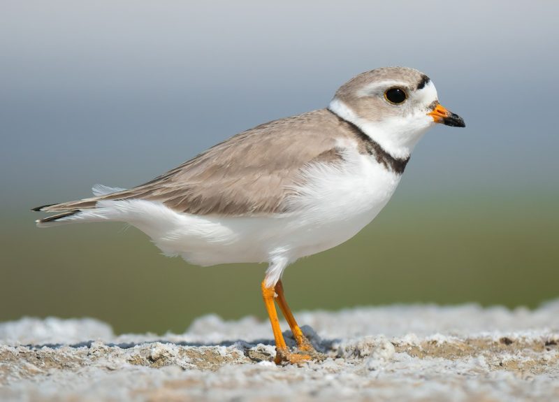 Plovers in Florida