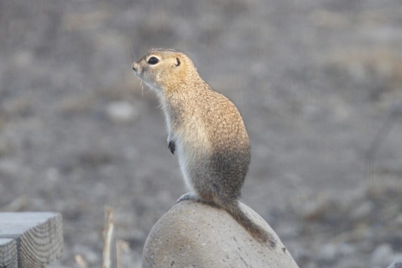 Squirrels in Idaho