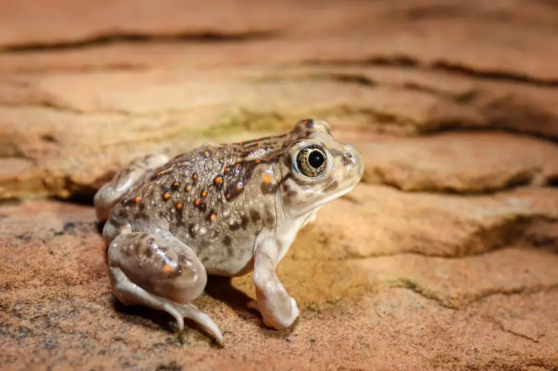 Frogs in Montana