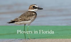 10 Types of Plovers in Florida (With Pictures and Identification)