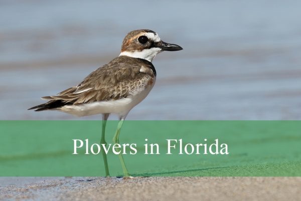 Plovers in Florida