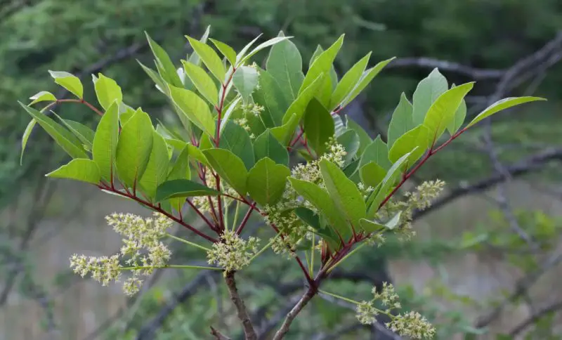 Poisonous Plants in Texas