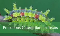 7 Poisonous Caterpillars in Texas (With Pictures and Identification)