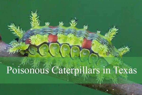 Poisonous Caterpillars in Texas