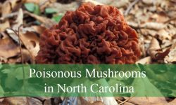 10 Poisonous Mushrooms in North Carolina (With Pictures)