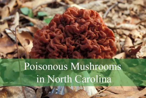Poisonous Mushrooms in North Carolina